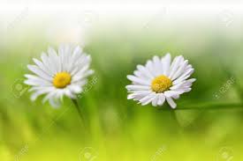 The best selection of royalty free daisy flower vector art, graphics and stock illustrations. Beautiful Nature Background Floral Art Design Abstract Macro Photography Soft Focus Daisy Flower Creative Artistic Wallpaper Stock Photo Picture And Royalty Free Image Image 141628536