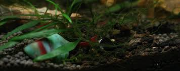 Learn how to care for them in this brand new guide. Betta Fish Care Guide Tips For Taking Care Of Your Betta Fish