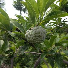 Image result for Annona squamosa