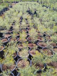 Image result for Cassia thyrsoidea