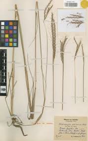Image result for Andropogon schirensis