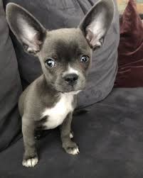 Blue French Bullhuahua 12 Weeks Chihuahua Love French Bulldog Pet Birds