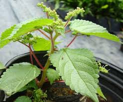 Image result for Laportea alatipes