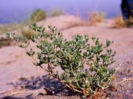 Image result for Zygophyllum cuneifolium
