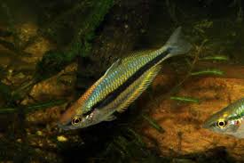 Melanotaenia Rainbow Fish Fish Pet Freshwater Fish