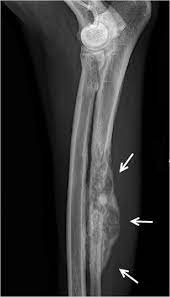 An Example Of Canine Bone Cancer A A Radiograph Of The Left Radius Download Scientific Diagram
