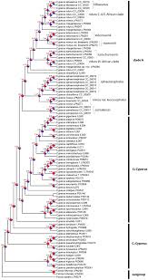 Image result for Cyperus niveus