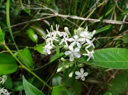 Image result for Tarenna junodii