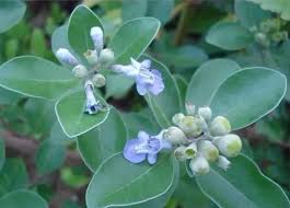 Image result for Vitex fischeri