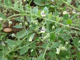 Image result for Elatine