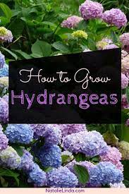 How To Grow Hydrangeas In Your Garden Natalie Linda Growing Hydrangeas Planting Hydrangeas Hydrangea Landscaping