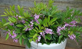 Image result for Indigofera mendonçae