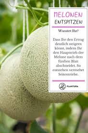 Melonen Pflanzen Zuckermelone Honigmelone Co Melonen Pflanzen Zuckermelone Melonen
