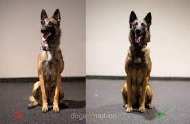 Back legs collapsing indicates a weakness in the hind legs. Is Sloppy Sitting In Dogs Something To Worry About Dogs4motion