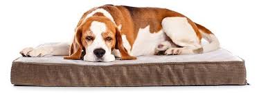 Features to look for in a dog crate bed. Dog Beds For Dog Crates Providing Comfort For Your Beloved Pet The Sleep Judge