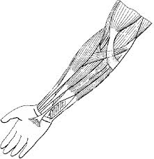 Studying these is an ideal first step before moving onto the more advanced practices of muscle labeling and quizzes. Label And Color The Muscles Of The Arm Extensors