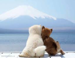 Pin By Cj King On Shiba Inu Cute Animals Cute Dogs Baby Animals