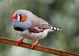 Birds Of A Feather Song Scientists Can Read A Bird S Brain And Predict Its Next Song Zebra Finch Zebras Pet Birds