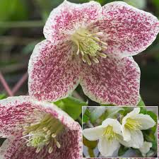 Loved for their long lasting presence and rich colours, is it any wonder that the key to knowing when to prune your clematis is knowing when your plant blooms. Buy Clematis Evergreen Winter Flowering J Parkers