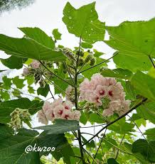 Image result for Dombeya burgessiae