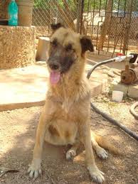 We did not find results for: Debate For And Against Euthanasia In The Control Of Dog Populations Intechopen