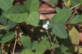 Image result for Desmodium scorpiurus