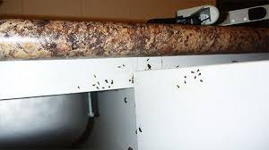 De hecho las hay de dos tamaños las grandes de 1 cm más o menos y pequeñitas, supongo que crías, de tamaño de una hormiga. Como Eliminar Cucarachas En Un Piso Y Prevenir Su Aparicion Geindepo