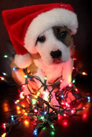 Cute Christmas Picture Animal Pet Photography Animals Humor Photography Holiday Dog Christmas Pictures Christmas Dog Christmas Puppy