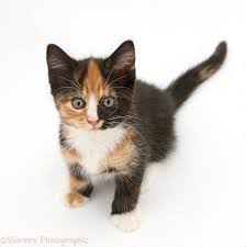 Tortoiseshell Kittens Tortoiseshell Kitten Sitting And Looking Up Chaton Mignon Ecaille De Tortue Animaux
