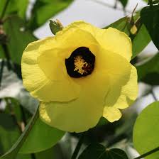 Image result for Hibiscus tiliaceus
