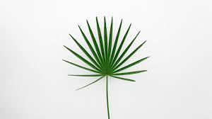 Wallpaper Leaf Plant Minimalism Green White Grass 2989817 Hd Wallpaper Backgrounds Download 1920 x 1080 jpeg 55 кб. wallpaper leaf plant minimalism