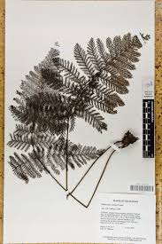 Image result for Abrodictyum rigidum