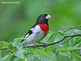 Birds Of Middle Tennessee The Male Rose Breasted Grosbeak Is A Striking Bird With A Bold Black And White Plumage Punctuated By A Deep Rose Triangle In The In 2020 Wildlife Bird Tropical Forest