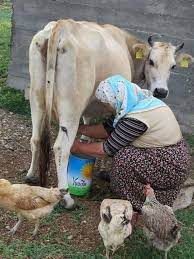 yeter kurucay adli kullanicinin koy hayati village life panosundaki pin fotograf sanatsal fotograf hayvanlar
