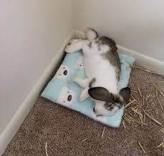 You must use a fiber cloth that has not been dyed, and the best examples can be sheepskin or canvas. 17 Problem Solving Products For Rabbit Owners You Can Get On Amazon