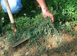 3 Astuces Contre Les Mauvaises Herbes Astuce Jardin Mauvaises Herbes Jardins
