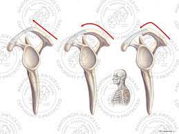 Bigliani Classification Of The Left Acromion Process No Text