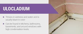 Whether you choose to use it around windows and doorways or to line the top of the kitchen cabinets, crown molding adds a classic finishing touch that pulls together a room's design elements. 12 Common Types Of Mold In Homes Where To Find Mold In Your House
