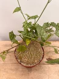 Image result for Gerrardanthus lobatus