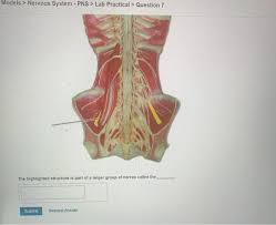Producing multiple photons, however, opens up a new attack known as the photon number splitting (pns) attack shown above in figure 6. Models Nervous System Pns Lab Practical Chegg Com