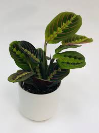 Image result for maranta