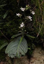 Image result for Streptocarpus hirticapsa