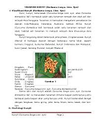 Berikut ini manfaat dari konsumsi rutin teh kunyit jahe. Tanaman Kunyit Risky Ika Academia Edu