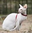Cornish Rex Kittens for Sale, Yarn Ball Cattery, Cornish ...