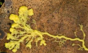 Poor hygiene mostly causes the yellow fungus infection and getting rid of old food and faeces helps in containing its spread. Examples Of Yellow Fungi Mushrooms The Types Of Slime Molds Types Of Slime Slime Mould Yellow Fungus