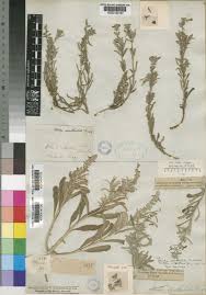 Image result for Stachys spathulata
