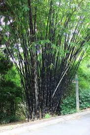 Black Bamboo Plants For Sale Gigantochloa Atroviolacea Java Black Bamboo Bamboo Plants Bamboo Garden Rock Garden Landscaping