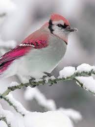 Bird Old Mobile Cell Phone Smartphone Wallpapers Hd Desktop Backgrounds 240x320 Images And Pictures Download birds in flight ultrahd wallpaper. bird old mobile cell phone smartphone
