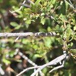 Image result for Euclea undulata