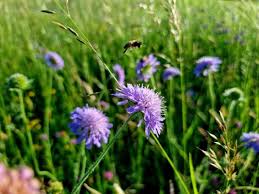 Image result for Scabiosa columbaria